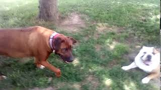 Rhodesian ridgeback chasing and barking 3 [upl. by Larentia]