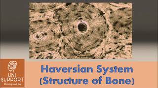 Haversian System  Microscopic Structure of Bone [upl. by Rramel]