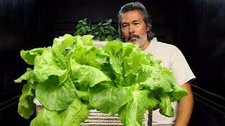 Gardener Grows Massive Amount of Lettuce in 2 Gallon Container DIY Hydroponics with Pool Noodles [upl. by Millicent]