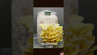 Golden orchid mushrooms time lapse food timelapse handmade dyi farming [upl. by Belita]