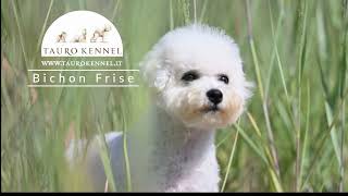 Tauro Kennel  Bichon Frise [upl. by Alenas]