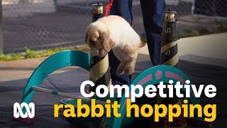 Competitive Hopping Rabbit athletes hope to hop to the top of the podium [upl. by Nhguavad]