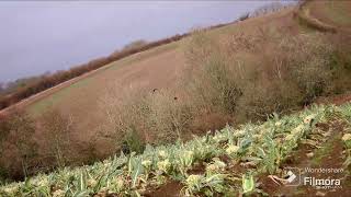 pigeon decoying crop protection [upl. by Annelise298]