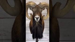 Mouflon Ram taxidermy process 🐑 taxidermy animals sheep art [upl. by Magulac]