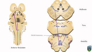 AXON Dorsal Column Pathway Fine Tactile Sensation Conscious Proprioception from Hand 5 of 9 [upl. by Lambert304]