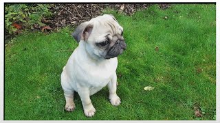 MEET DARCIE THE PUG  MoreTDM [upl. by Ellehcar]