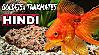 GoldFish Tank Mates In Hindi Peaceful Tankmates For Goldfish [upl. by Neoma]