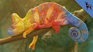 Chameleons Fight Using Colors [upl. by Ghassan]