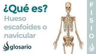 Hueso ESCAFOIDES o NAVICULAR  Qué es significado donde está función y lesiones [upl. by Huberto]