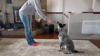 Australian Cattle dog 5 months training and tricks [upl. by Starinsky441]