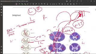 22 Corticospinal Tract [upl. by Cohligan310]