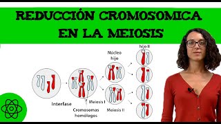 Reducción cromosomica durante la meiosis 👶 [upl. by Ardnola950]