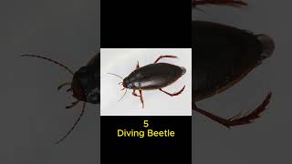 Top 7 Strongest Insects in the world shorts [upl. by Premer583]