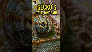 GECKOS little Dinosaur November2024pukhtanarelaxingworldsurvivingvlogs lizard dinosaurs [upl. by Cyrie]