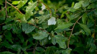 Elaeagnus umbellata  Autumn Olive [upl. by Deibel]