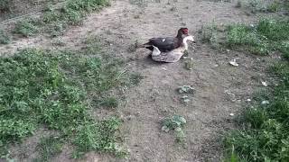 Duck trying to breed a goose [upl. by Ravid695]