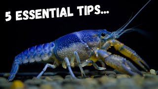 5 Pro Tips Every Crayfish Keeper Should Know [upl. by Anella]