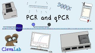 What is PCR and qPCR  PCR Animation [upl. by Gustavo738]