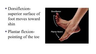 Dorsiflexion Plantar Flexion Inversion and Eversion [upl. by Anomahs]