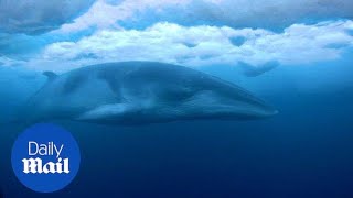 Amazing footage of Minke Whale in the icecovered Ross Sea  Daily Mail [upl. by Veats]