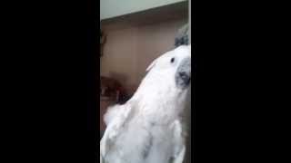 Parrot Sings Tamil song quotNaku Mukaquot and says quotI love youquot [upl. by Enelram506]