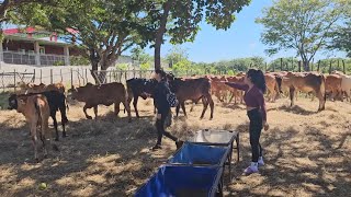 Las chicas se encargan de marcar al ganado después de vacunarlos [upl. by Lirrehs]