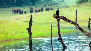 Thekkady wildlife sanctuary Periyar Tiger Reserve  HD  munnar kerala tourism [upl. by Aihsein]