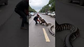 Two men rescue ostrich from giant python [upl. by Keligot65]