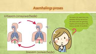 Natuurwetenskap Graad 4 Samestelling van lug Les 3 [upl. by Wobniar]