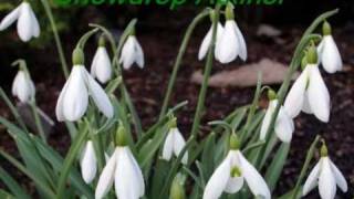 Lytham Hall Snowdrops  Three enjoy Winter Sunshine the Garden Hub and Tea Rooms [upl. by Amaso577]