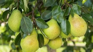 How to Grow Pear trees  Complete Growing Guide [upl. by Peyter]