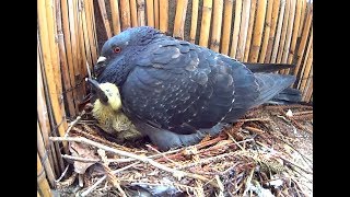 Des bébés pigeons sur mon balcon  Sony Action Cam [upl. by Xymenes849]