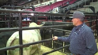 PBR Bull Care Troy Brown [upl. by Matazzoni]