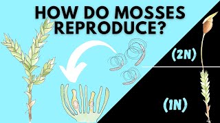 Learn How Mosses Reproduce  Bryophyta Life Cycle [upl. by Tamaru156]