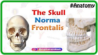 Anatomy of the Skull  Norma Frontalis [upl. by Calen]