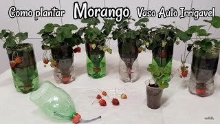 Como Plantar Morango  Vaso Auto Irrigável em Garrafa Pet passo a passo [upl. by Ilrebmyk]