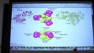 14 Biochemistry Enzyme Regulation I Lecture for Kevin Aherns BB 450550 [upl. by Anneehs106]