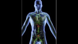 anatomy of lymphatic system DR SAMEH GHAZY [upl. by Eramat]