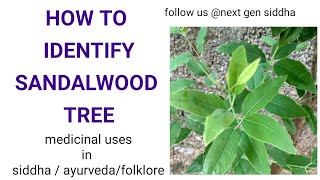 SANDALWOOD TREEHow to identify Cultivation procedures medicinal uses of SANTALUM ALBUM [upl. by Launce952]