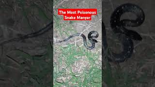 The Most Poisonous Snake Manyar 🐍 snake dangersnake shorts babysnake साप indiansnake [upl. by Oettam]