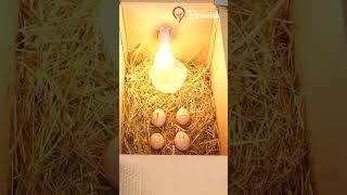 Hatching Chicken Eggs Easy [upl. by Frear]