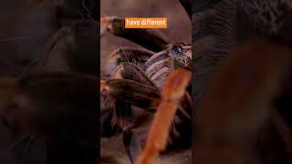 Tarantula Urticating Hairs as Defense Mechanism  quotPamphobeteus solarisquot [upl. by Ssidnak]