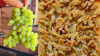 How Its Made Raisins  Very Simple Raisin Dry Fruits Processing  How To Make Sweet Dry Grap At Home [upl. by Joell]