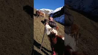 İsmi ne olsun youtubeshort travel mountains inek zoo milk viralvideo viralshorts rize [upl. by Tormoria680]