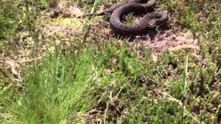 Adder Snake Bite Yateley England [upl. by Akirea752]