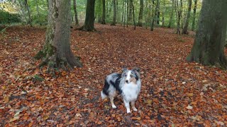 Training a Reliable Recall Command for Shetland Sheepdogs [upl. by Poll]