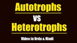 Differences Between Autotrophs amp Heterotrophs Urdu  Hindi [upl. by Aiehtela]