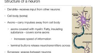 Introduction to Psychology 21  The Brain and Behavior  Nervous System and Neurons [upl. by Ainitsirk]