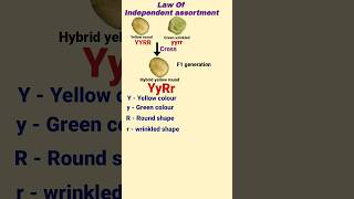 Law Of Independent Assortment  Mendels law Of inheritance  Class 12 Biology neet2024 biology [upl. by Anehc]