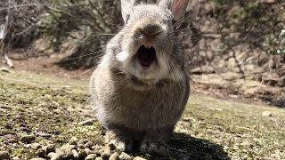 quotAngryquot bunny  Rabbit Screaming [upl. by Emilie]